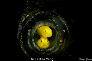 Twins by Taotao Yang 